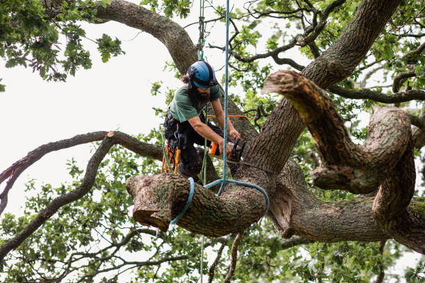 How Our Tree Care Process Works  in  St Matthews, SC
