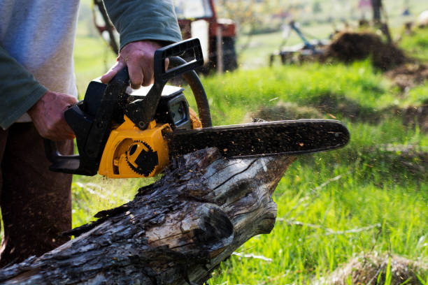 Lawn Pest Prevention in St Matthews, SC